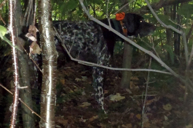 Rudy points a ruffed grouse in Vermont