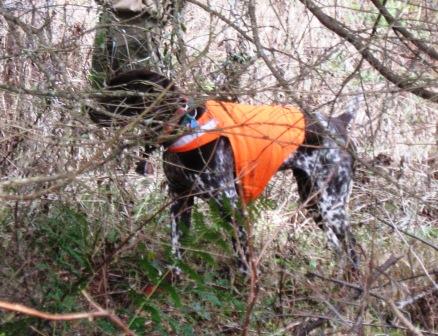 Bird dog on grouse point