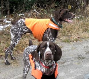 Vermont grouse dogs