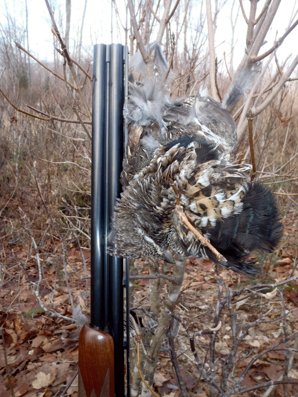 Rudy's NH ruffed grouse