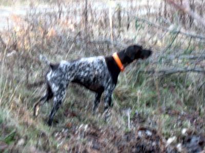 Rudy on grouse point