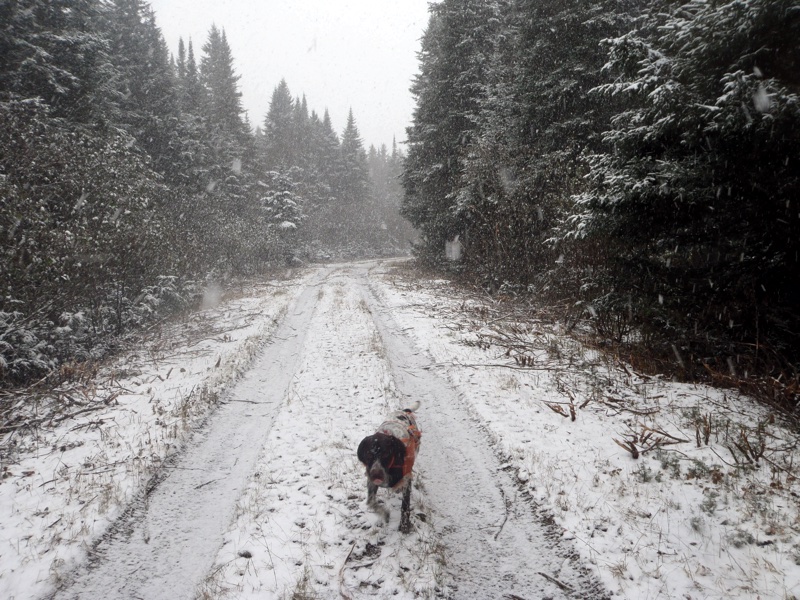 Snowy grouse hunting in northern NH