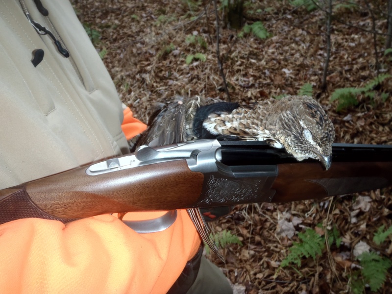 Another great ruffed grouse retrieve by Monty