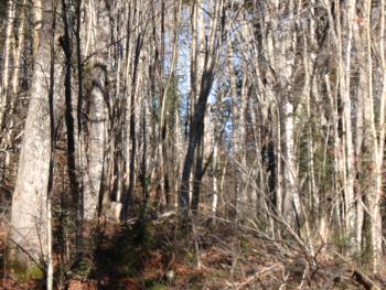 Vermont grouse hunting