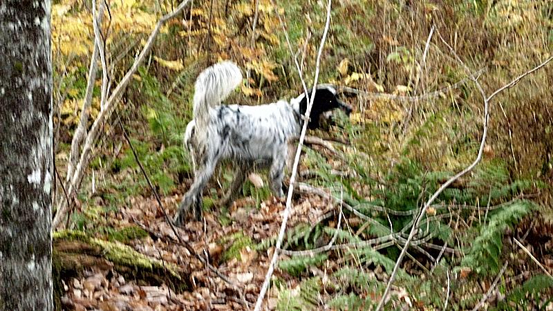 Bird dog on grouse point