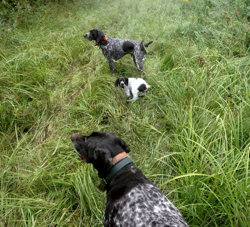 The lineup of bird dogs for this fall