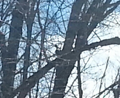 Ruffed grouse in a tree