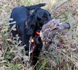 NH grouse retrieve