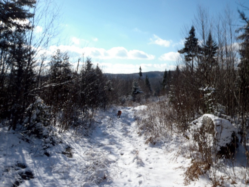 Winter grouse hunting in northern NH