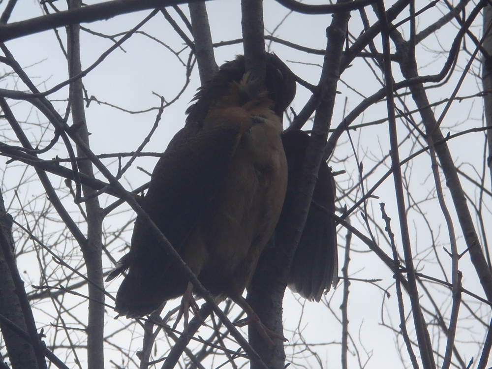 NH woodcock