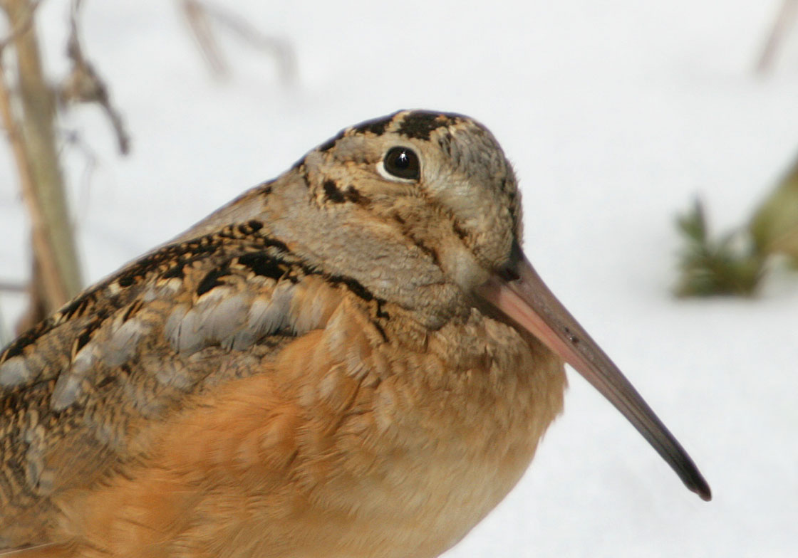 Woodcock