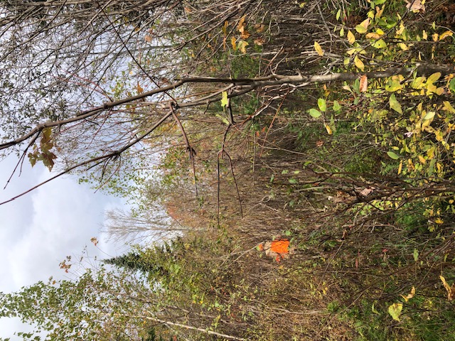 Ruffed grouse hunting in Vermont