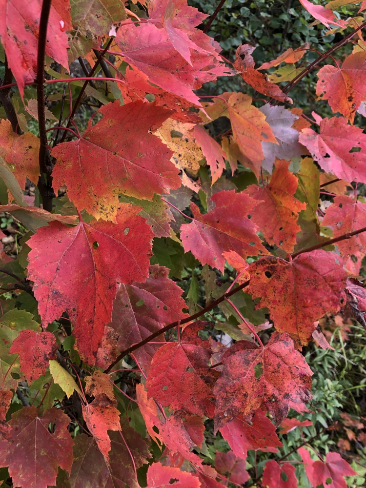 foliage