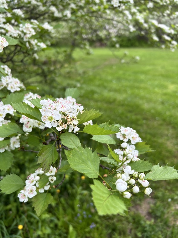 Spring in the northern New England turkey woods