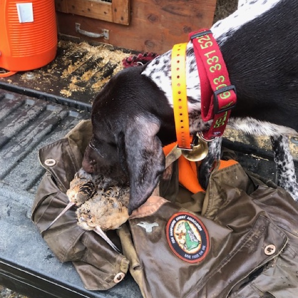 Woodcock hunting in New Hampshire