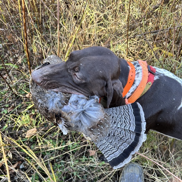 Ruffed grouse hunting in New Hampshire