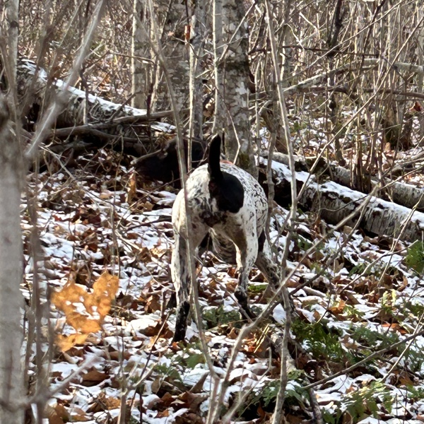 Frost Fire Guide Service ruffed grouse hunting