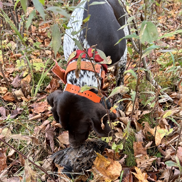 Ruffed grouse hunting in northern New Hampshire