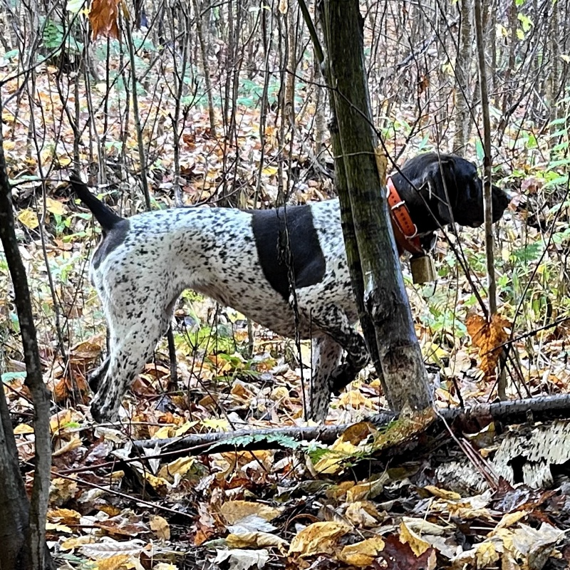 Woodcock hunting in New Hampshire