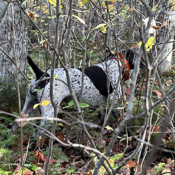 Northern Vermont woodcock hunting