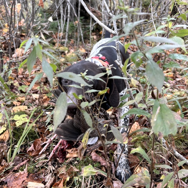 Woodcock hunting in New Hampshire