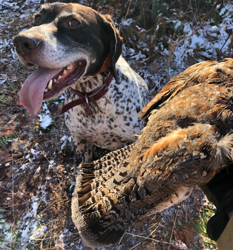 Ruffed grouse hunting in New Hampshire
