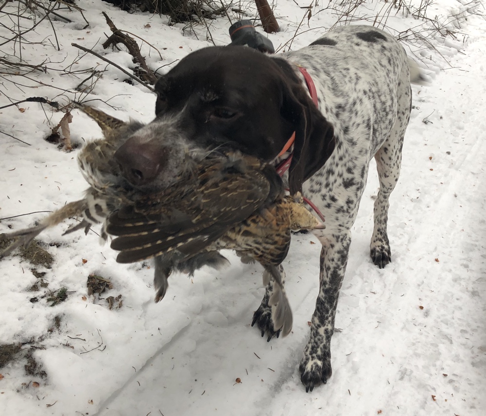 Winter Grouse hunting