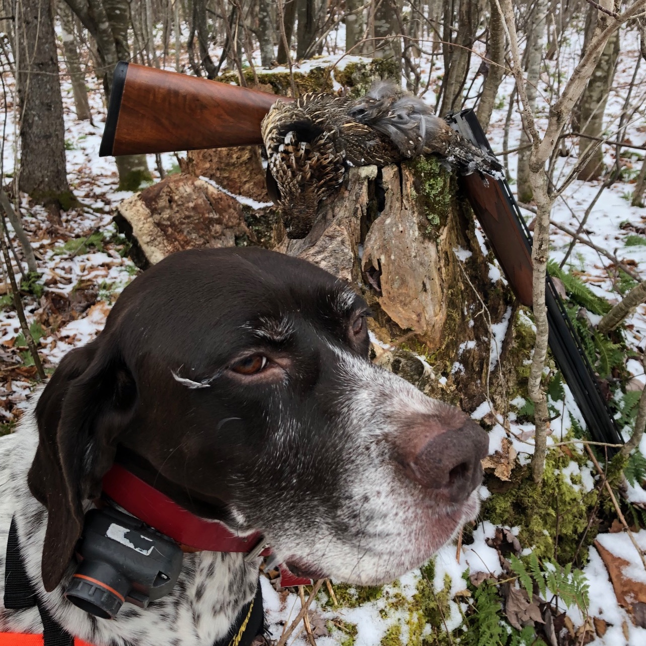 Grouse hunting in northern NH with Frost Fire Guide Service