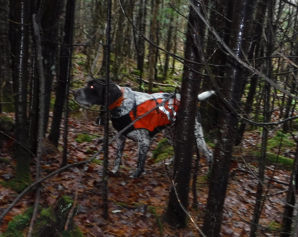 Bode points a grouse in northern Vermont