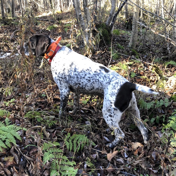 German shorthaired pointer on grouse point