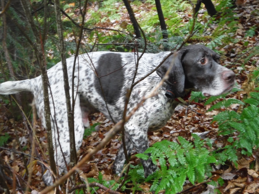 Grouse hunting in northern NH