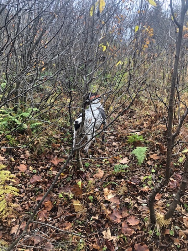 NH Grouse Hunting Update 10/19