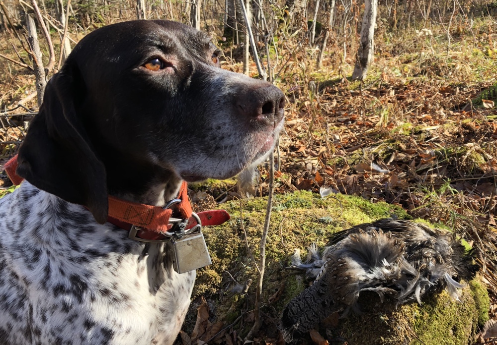 Grouse hunting in northern Vermont with Frost Fire Guide Service