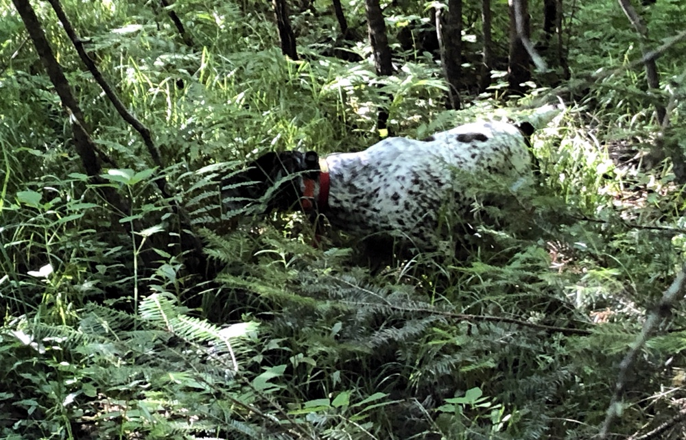 Vermont bird hunting