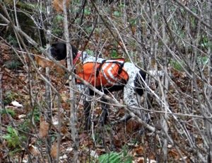 Bode on one of his many grouse points