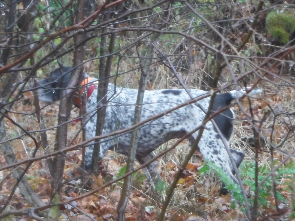 German shorthaired pointer of Frost Fire Guide Service grouse hunting