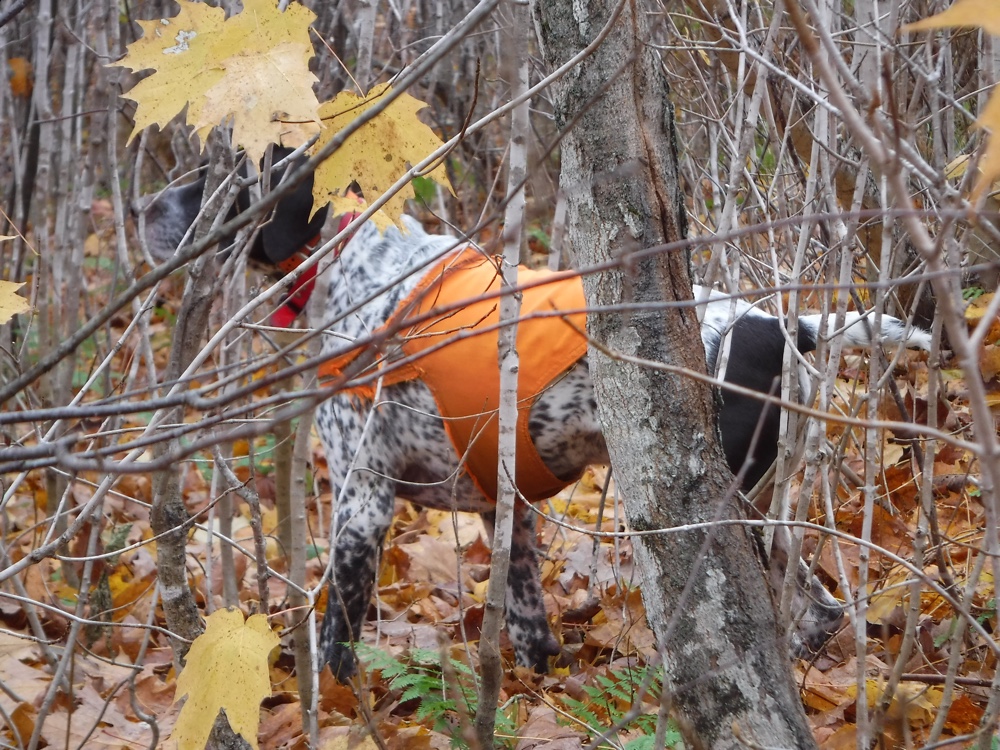 Grouse hunting in Pittsburg NH