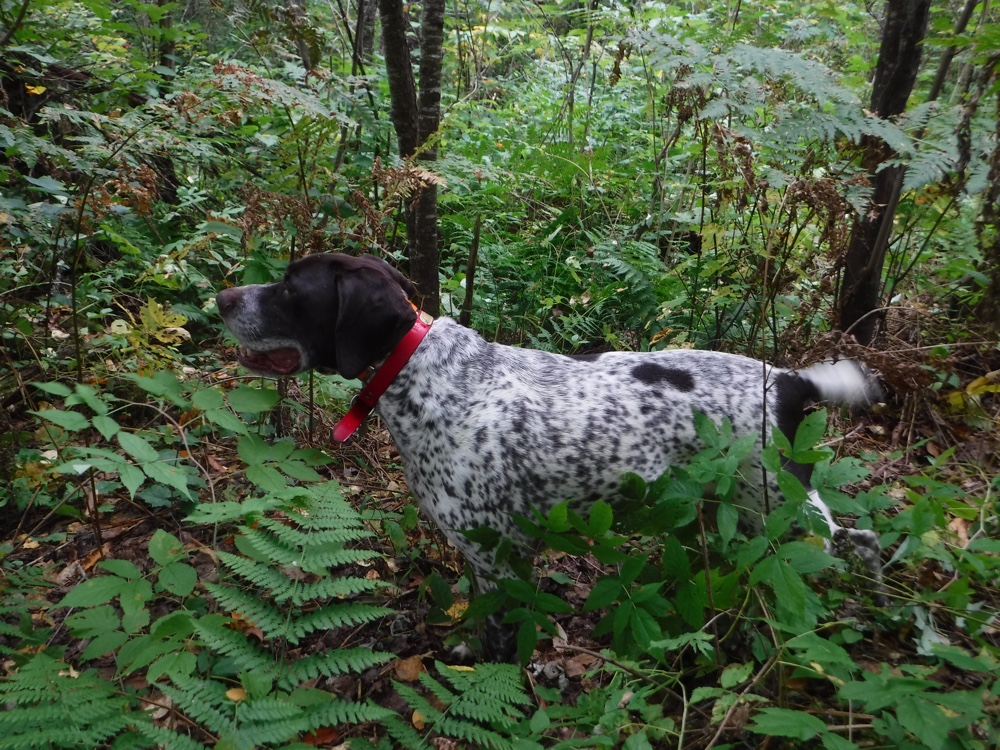 Bode with a grouse point in Vermont