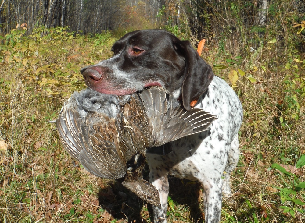 Bode retrieves a ruffed grouse in NH