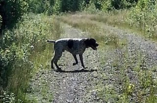 Bode endures more training runs for grouse and woodcock