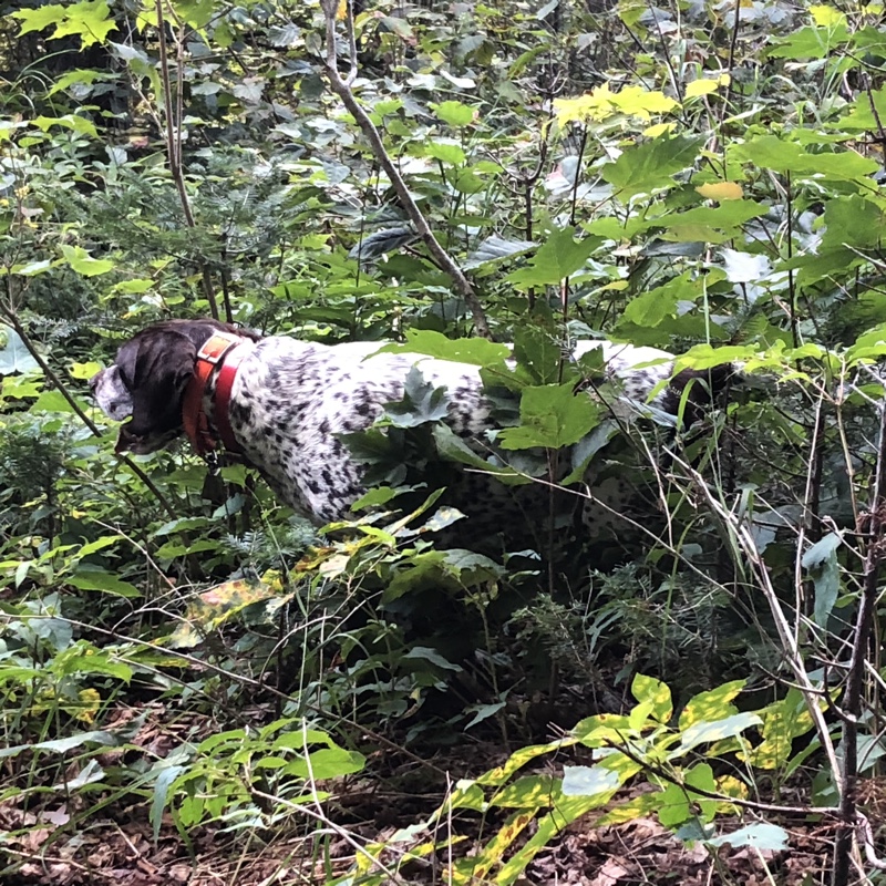 Woodcock hunting in Vermont