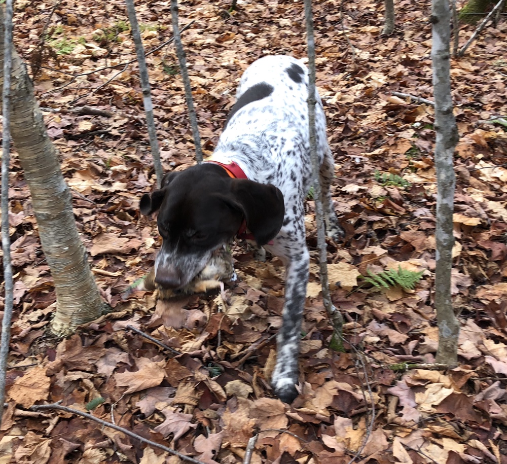 Upland bird hunting in NH