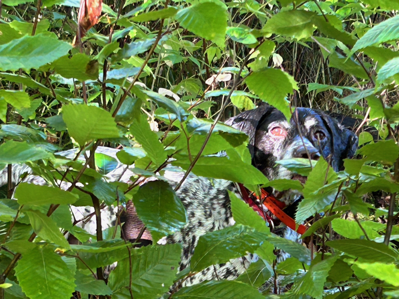 Bode pointing a woodcock