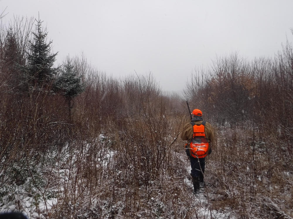 NH grouse hunting