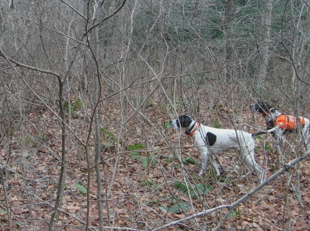 Great grouse hunting teamwork