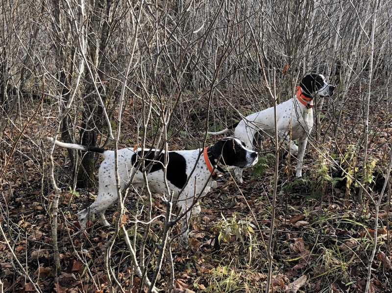 Pointers grouse hunting in NH