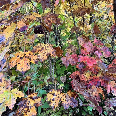 Northern Vermont grouse hunting