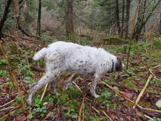 Chara points a grouse in her 14th season