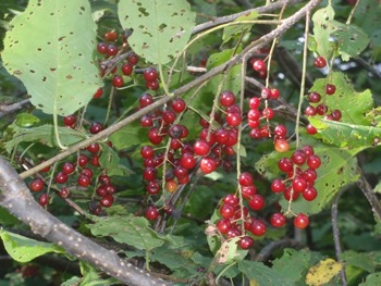 Choke cherries are a late summer grouse food