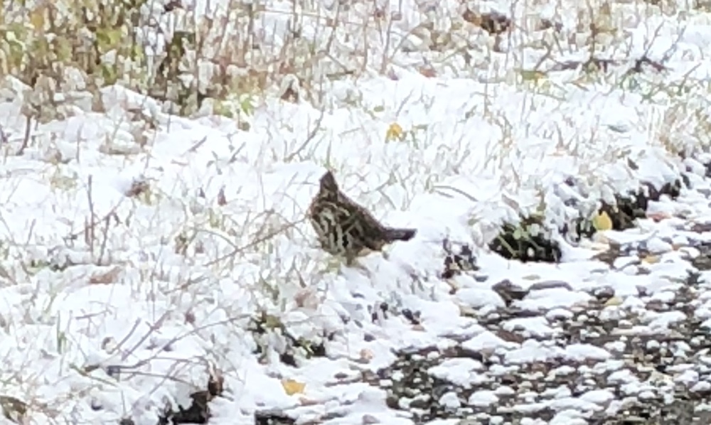 Ruffed Grouse in Northern NH